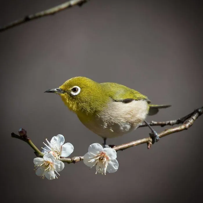 I Capture The Simple Beauty Of Nature In Japan