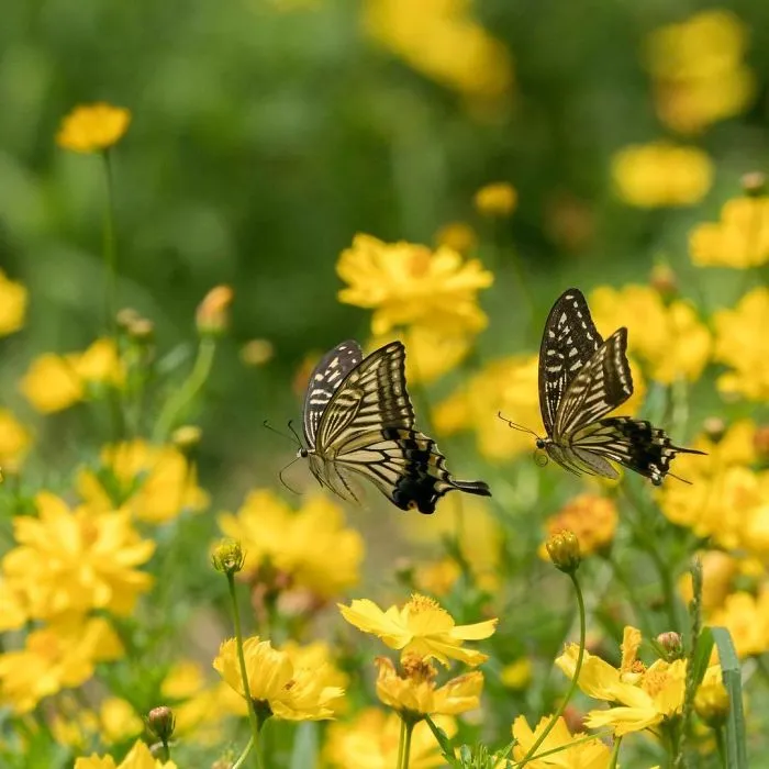 I Capture The Simple Beauty Of Nature In Japan