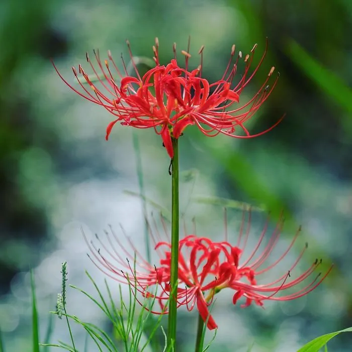 I Capture The Simple Beauty Of Nature In Japan