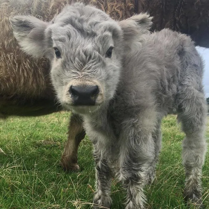 Si alguna vez estás triste, estos terneros de la raza Highland seguro que te hacen sonreír