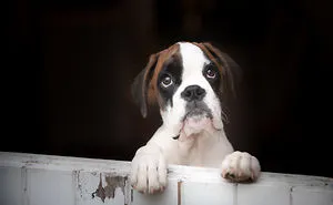 10 Cute Boxer Pup Watching The Rain Shots