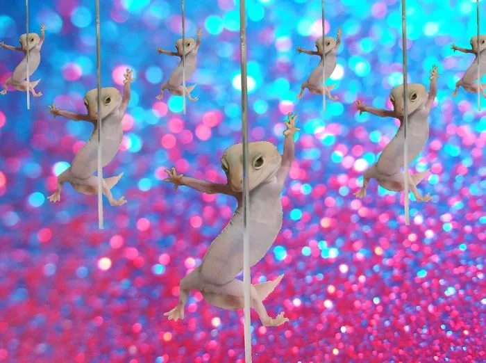 Fabulous Geckos