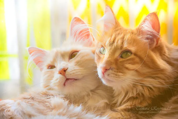 Brothers On The Lookout