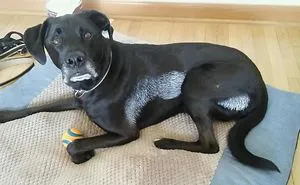 Share Pictures Of Your Pets Being Jerks