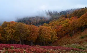 This Is What October In Bakhmaro(Georgia) Looks Like
