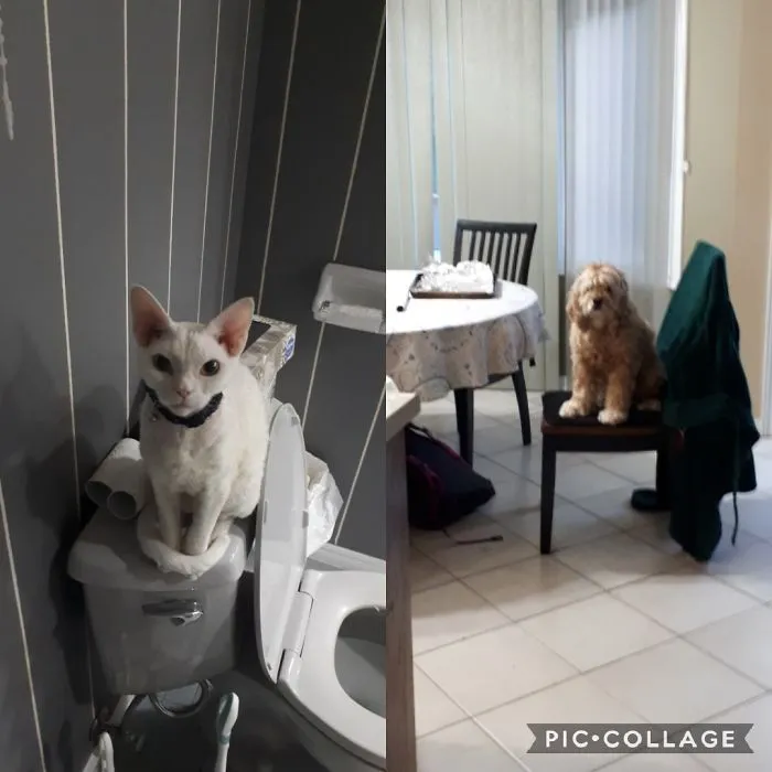 People Say My Dog Might Be A Cat...