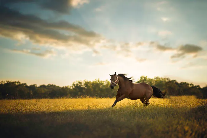 10+ Photos Showing What Happens When A Portrait Photographer Is Asked To Photograph A Horse