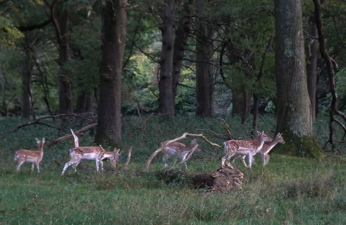 Oh Deer, It's That Time Of The Year!