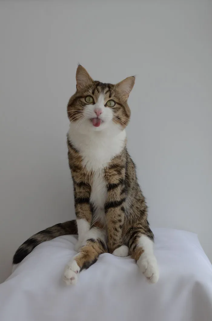 Meet Rexie, The Cat-King Of Bleps And Tongue Tricks