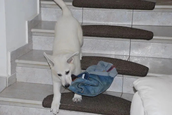 It's Been 0.005 Seconds That The Pup Was Let Into The House.