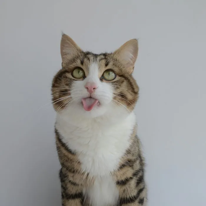 Meet Rexie, The Cat-King Of Bleps And Tongue Tricks