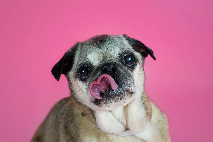 Pogi