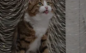 Meet Rexie, The Cat-King Of Bleps And Tongue Tricks