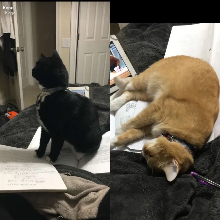 Every Time I Try To Study, My Cats Pitch A Fit