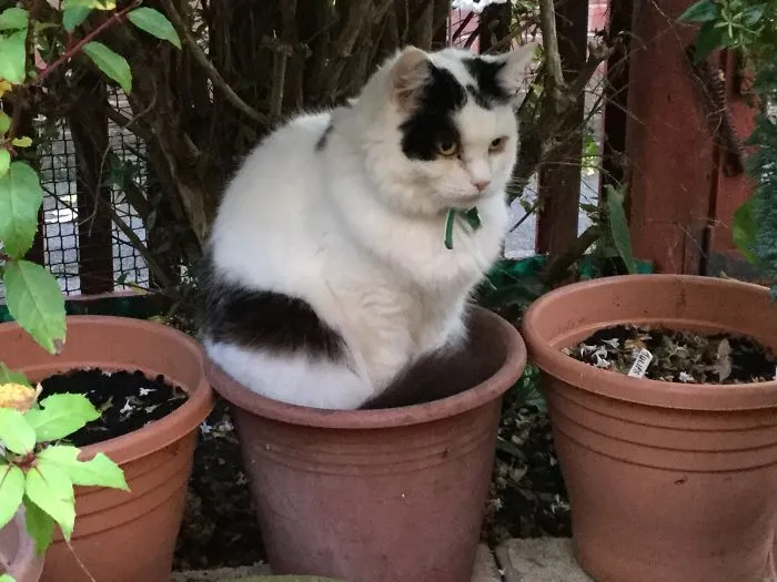 A New Type Of Pot Plant