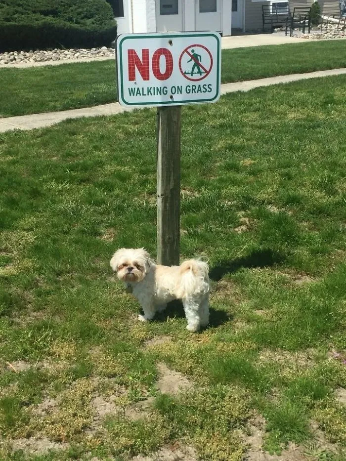 He Does What He Wants
