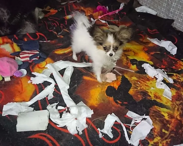 What Mess?  What Toilet Paper? I'm Too Cute To Make Messes!