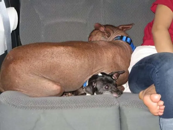 Lumpy Seat