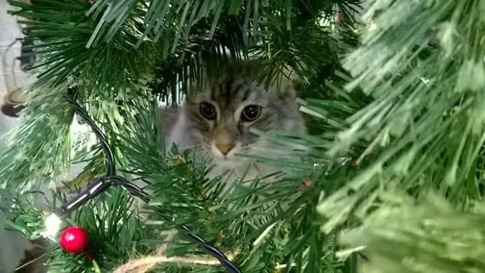 I Suppose Hoggle Is A Norwegian Forest Cat..he Is Also A Knob