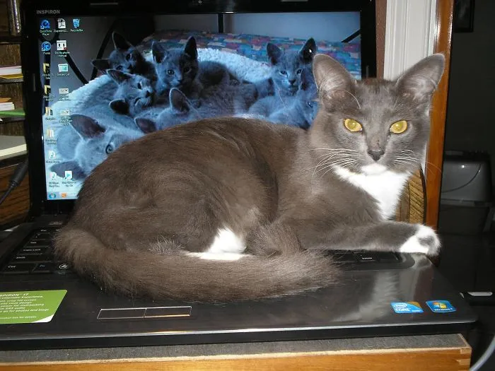 You Use This To Look At Other Cats...i'm The Only Cat You Need To See!