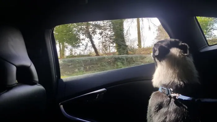 Fleet's First Ever Car Ride On The Day When We Brought Him Home.