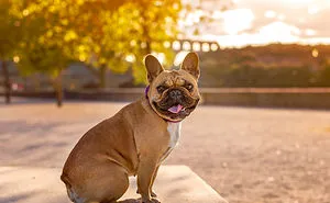 My Amazing Barkjour Adventures In The South Of France