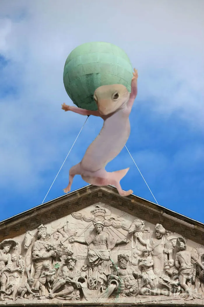 Atlas Gecko