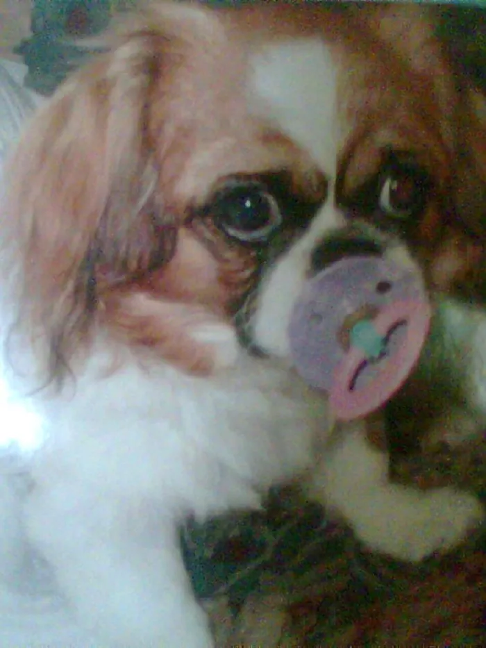 Ginger Was The Most Prolific Pacifier Thief. Don't Set Your Baby's Pacifier Down Where She Could Get It.