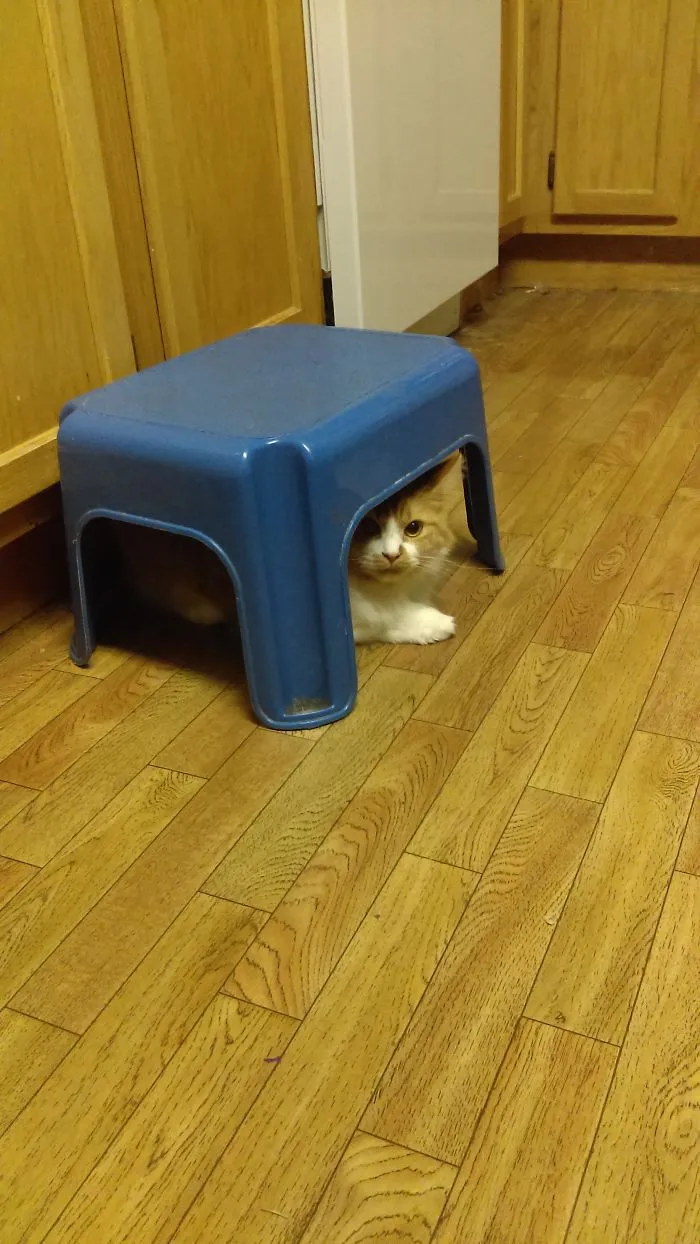 Chelsea Likes To Hide In Walkways And Then Spaz Out And Swipe Your Leg As You Walk By.