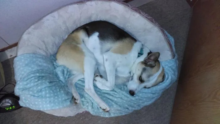 Bought My Dog A Blanket To Cuddle.  She Immediately Chewed The Corner Off.