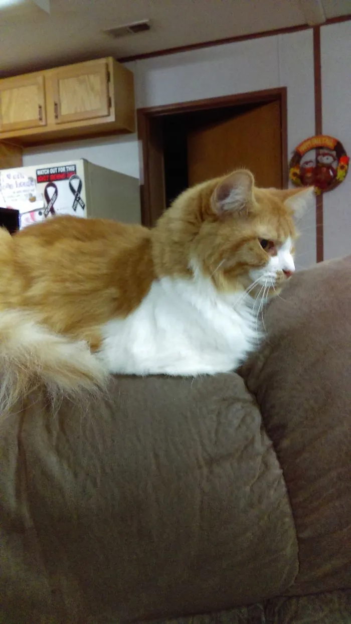 Chelsea Jumped On The Back Of The Recliner I Was In And Almost Toppled Us Over.  She Weighs Less Than 10 Lbs.
