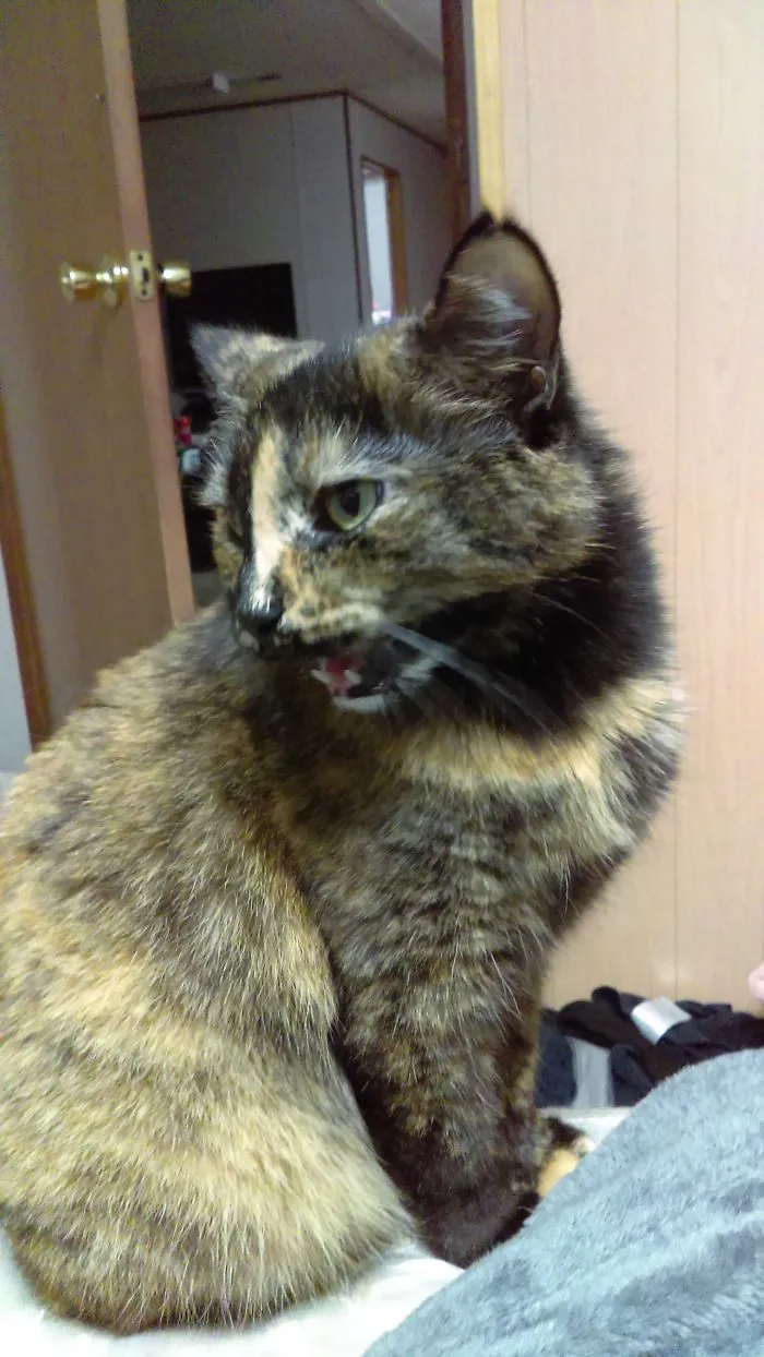 Willow:  "I Puked In My Food Bowl.  Fix It Right Meow!"