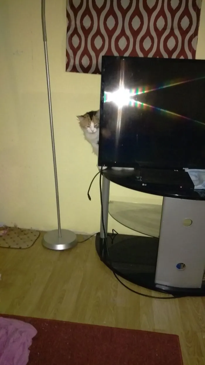 Boo Plots My Death