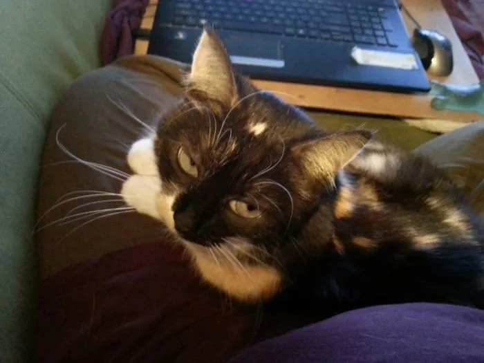 How Do You Mean I Can't Stay On Your Lap?!?
