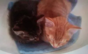 Rescue Animals Are The Best! Share Photos Of The Lives You Have Saved