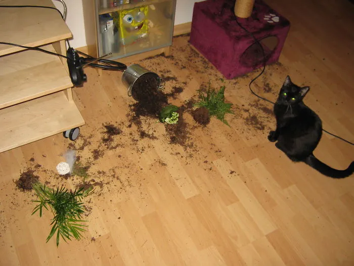 "You Have A Problem With This, Human?"