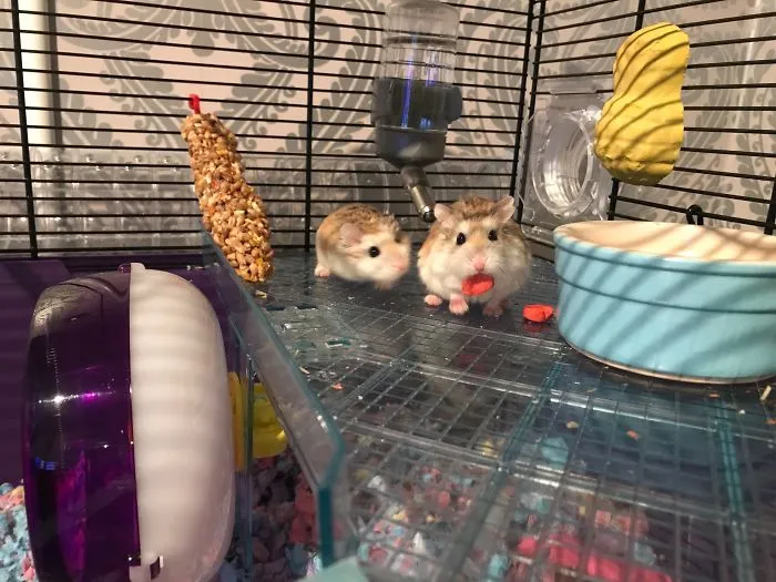 My Hammie Is A Jerk...one Heart-Treat Just Ain't Enough Ey?