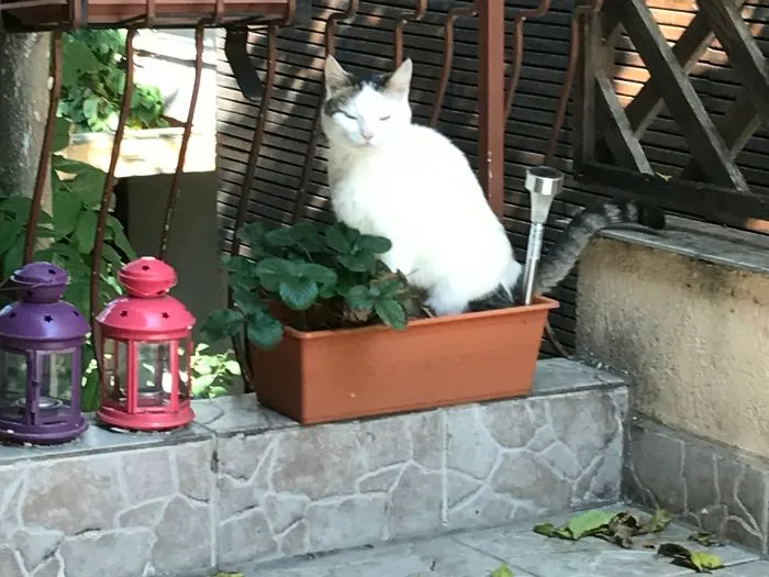 That's My Cat Peeing On My Strawberries