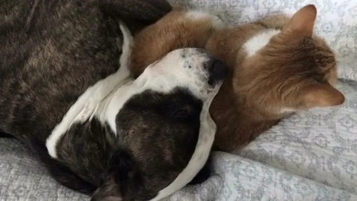 I Like My Fluffy Pillow