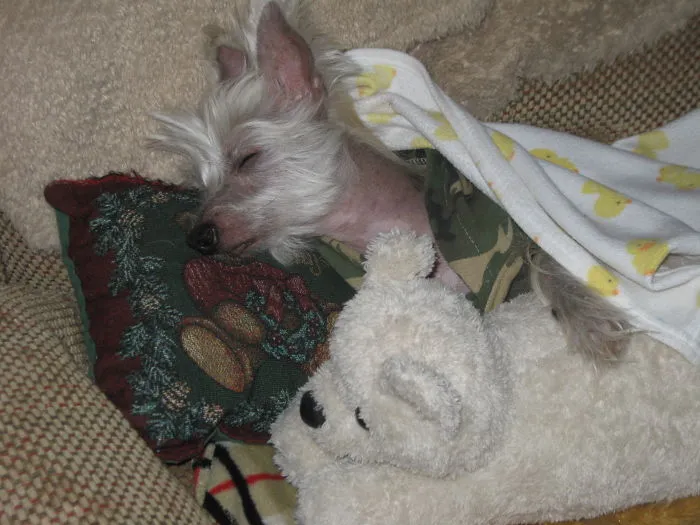Sleepy Head "Kai"  Sleeps In Till 10:00 Most Mornings.