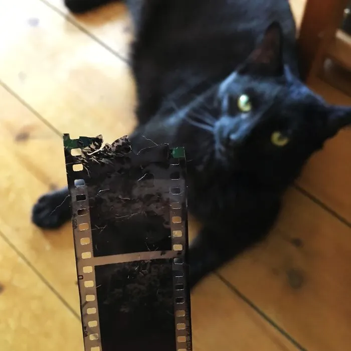 "There, Mama, I Made It Better For You." Loki Doesn't Do Guilty Looks.