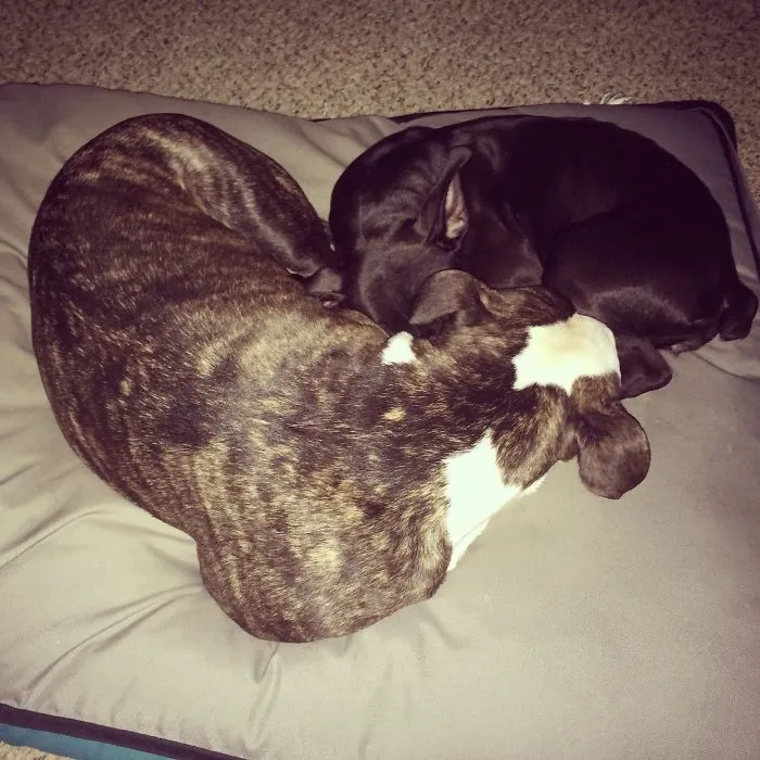 Puppy Heart ❤️