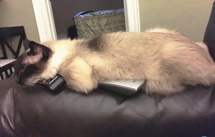 Nobody Changes The Channel!
