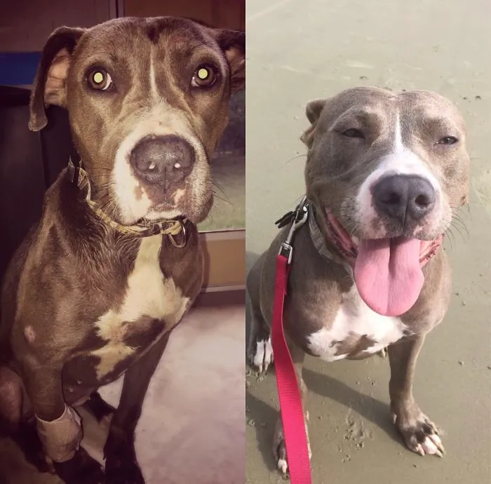 My Death Row Pupper Dixie! From The Left, Her First Day Home To The Right Her Now! She Is Perfect!