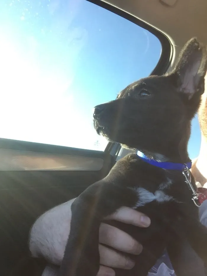 Bringing Kato Home From The Shelter, Almost Exactly 2 Years Ago