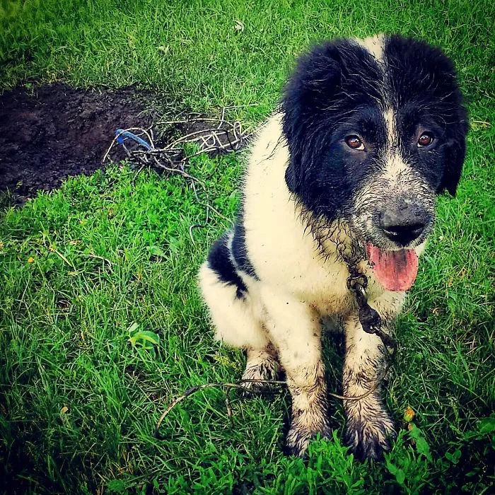 You Dirty Dog, You.