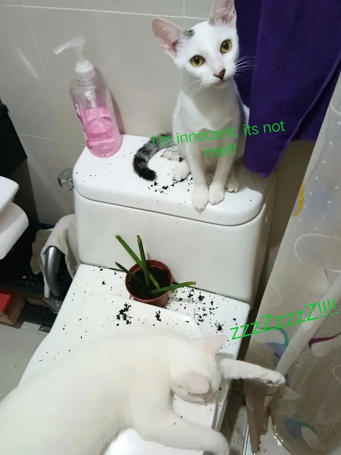 We Didn't Do Anything, It Just Happened!