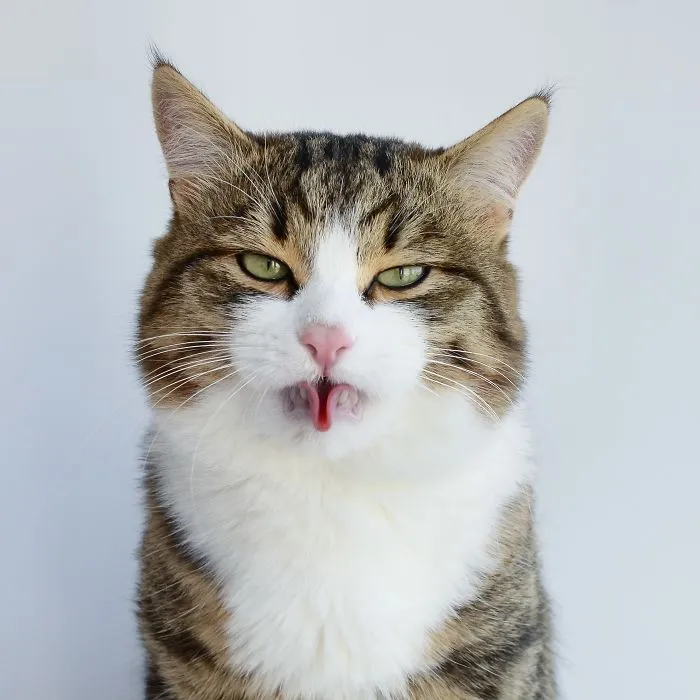 Meet Rexie, The Cat-King Of Bleps And Tongue Tricks