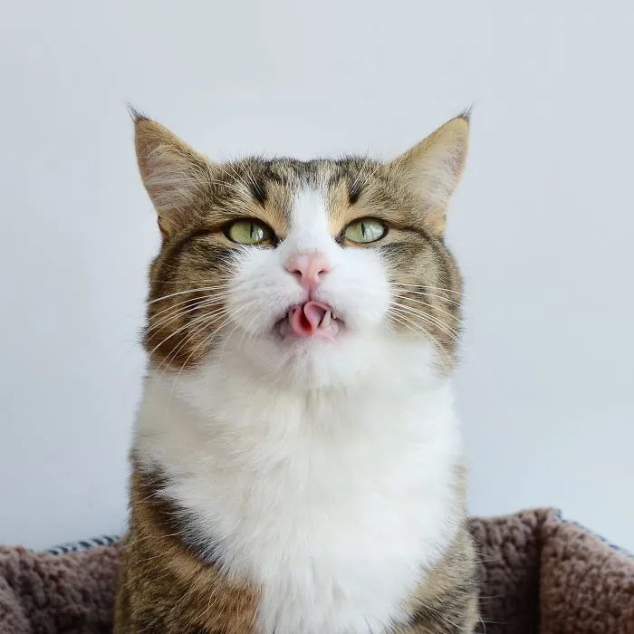Meet Rexie, The Cat-King Of Bleps And Tongue Tricks