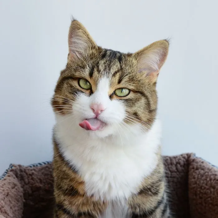 Meet Rexie, The Cat-King Of Bleps And Tongue Tricks